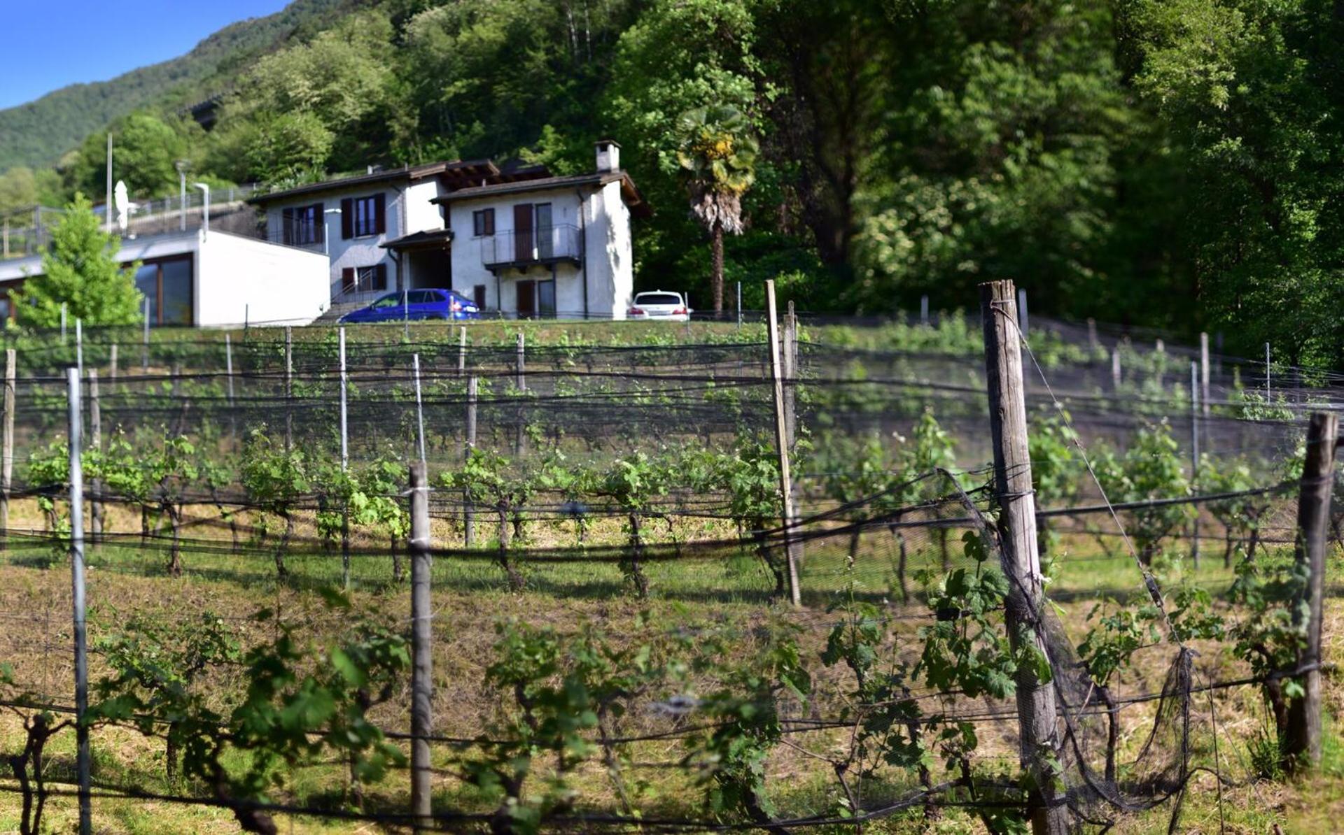 Agriturismo Viva Bacco Gambarogno Exterior foto