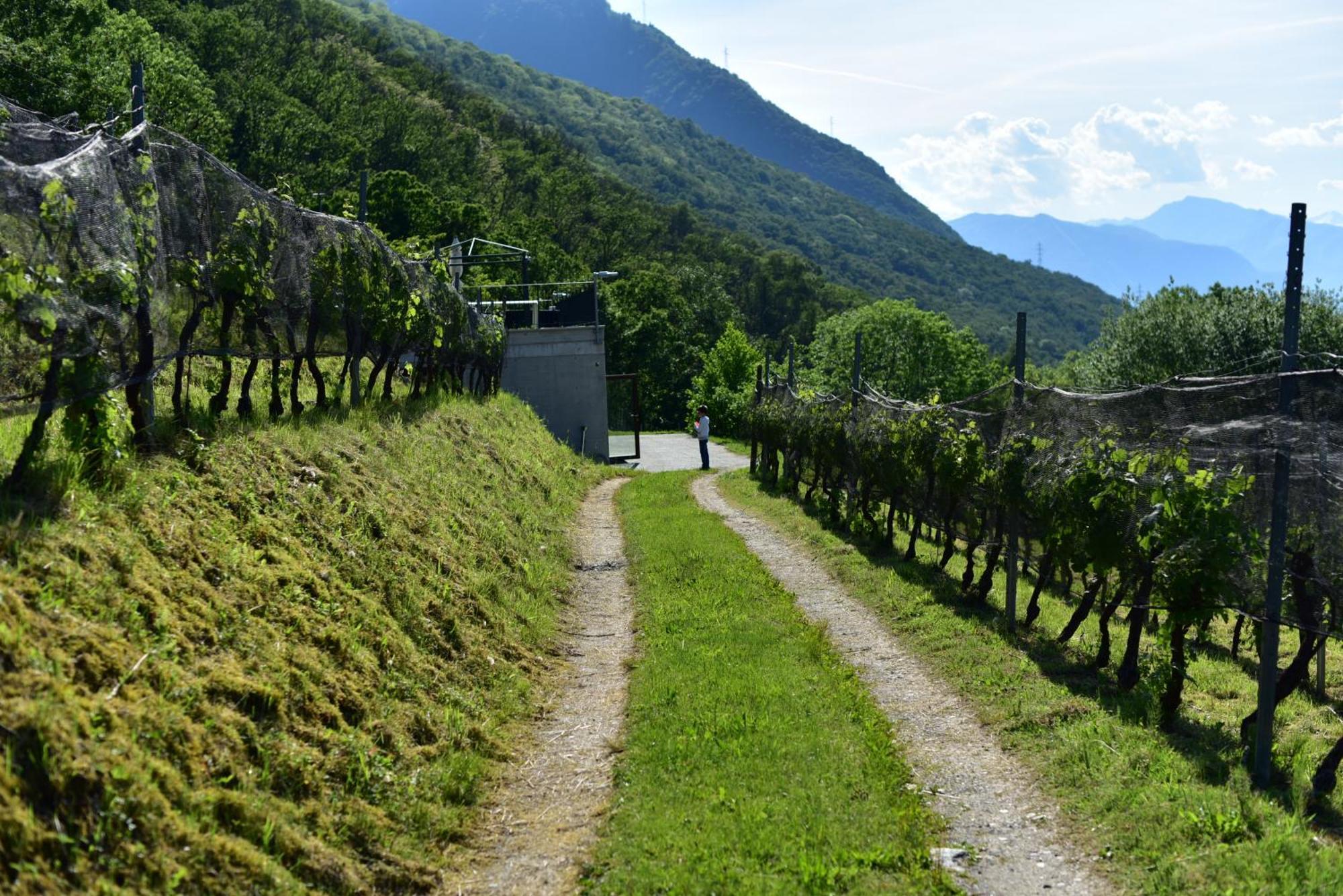 Agriturismo Viva Bacco Gambarogno Exterior foto